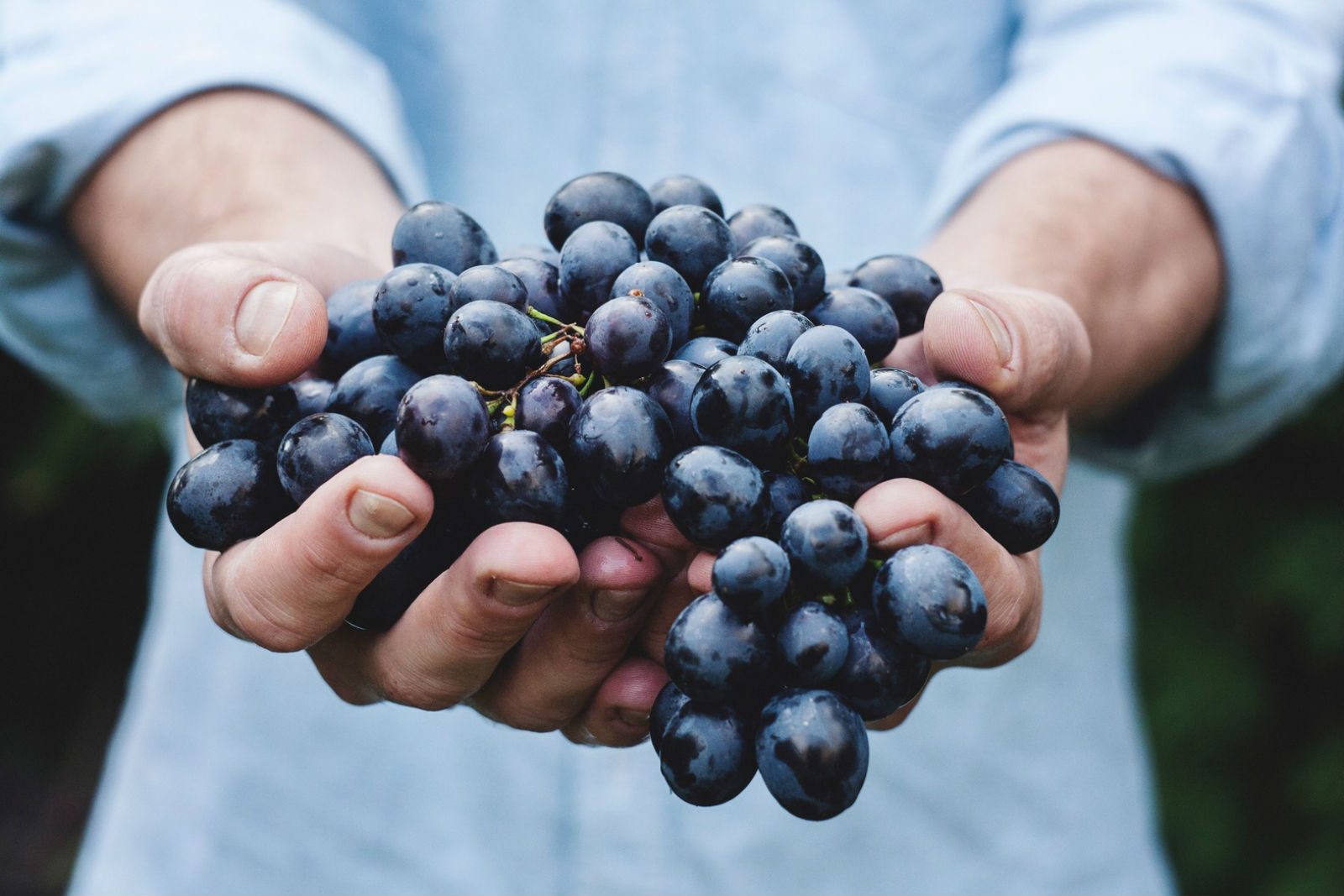 Viña Concha y Toro destaca en índice internacional de sustentabilidad