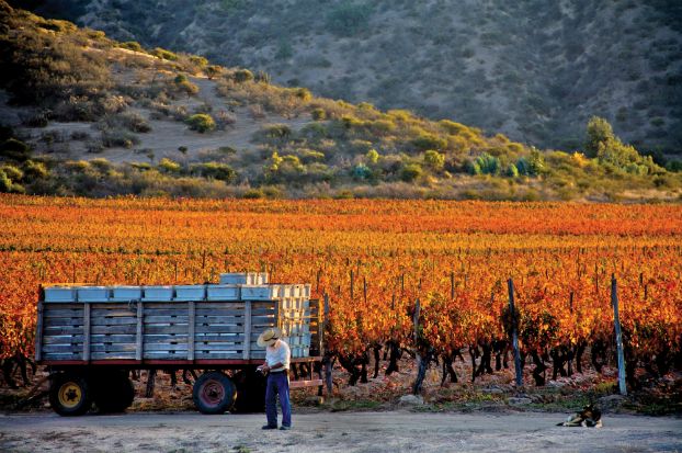 Concha y Toro nuevamente en ranking de las marcas de vinos más admiradas del mundo