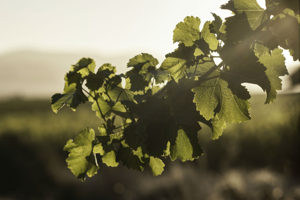 Viña Concha y Toro: 1st Latin American company to set greenhouse gas emissions reduction targets based on international science