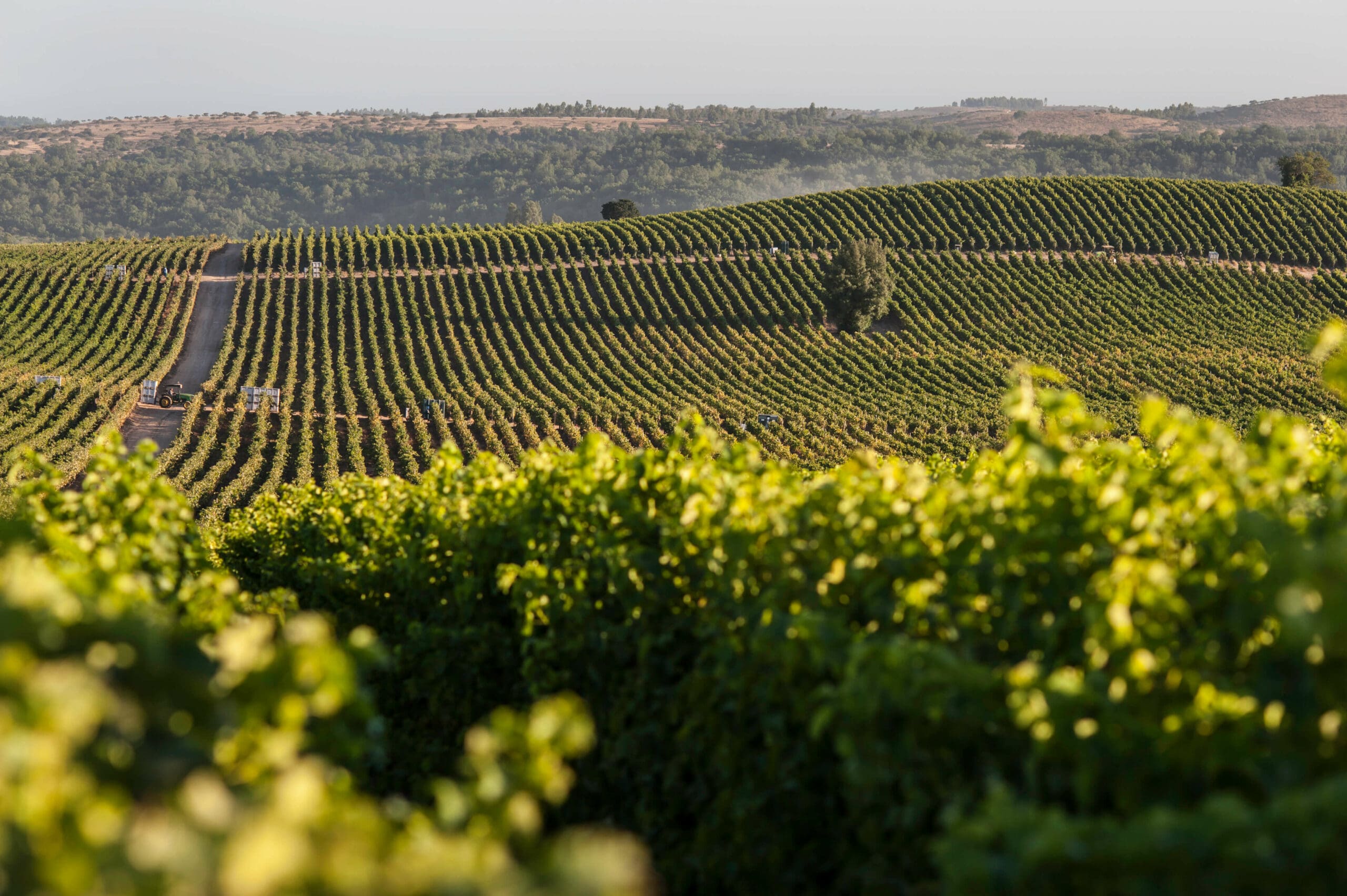 Viña Concha y Toro recibe Certificado de Balance de Energía Renovable