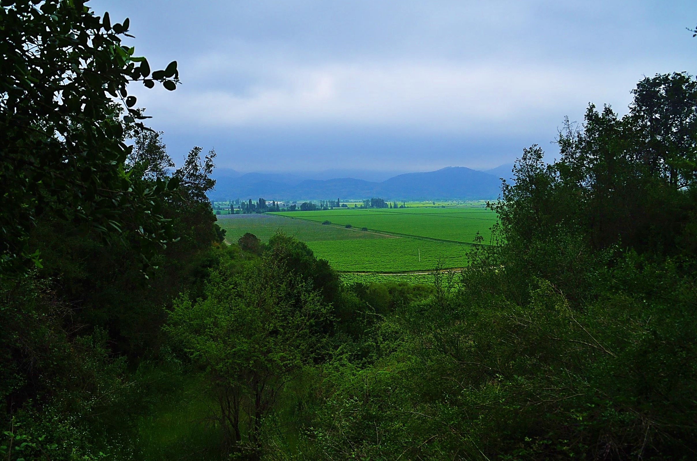 Viña Concha y Toro is the first Chilean company to commit zero emissions to 2050