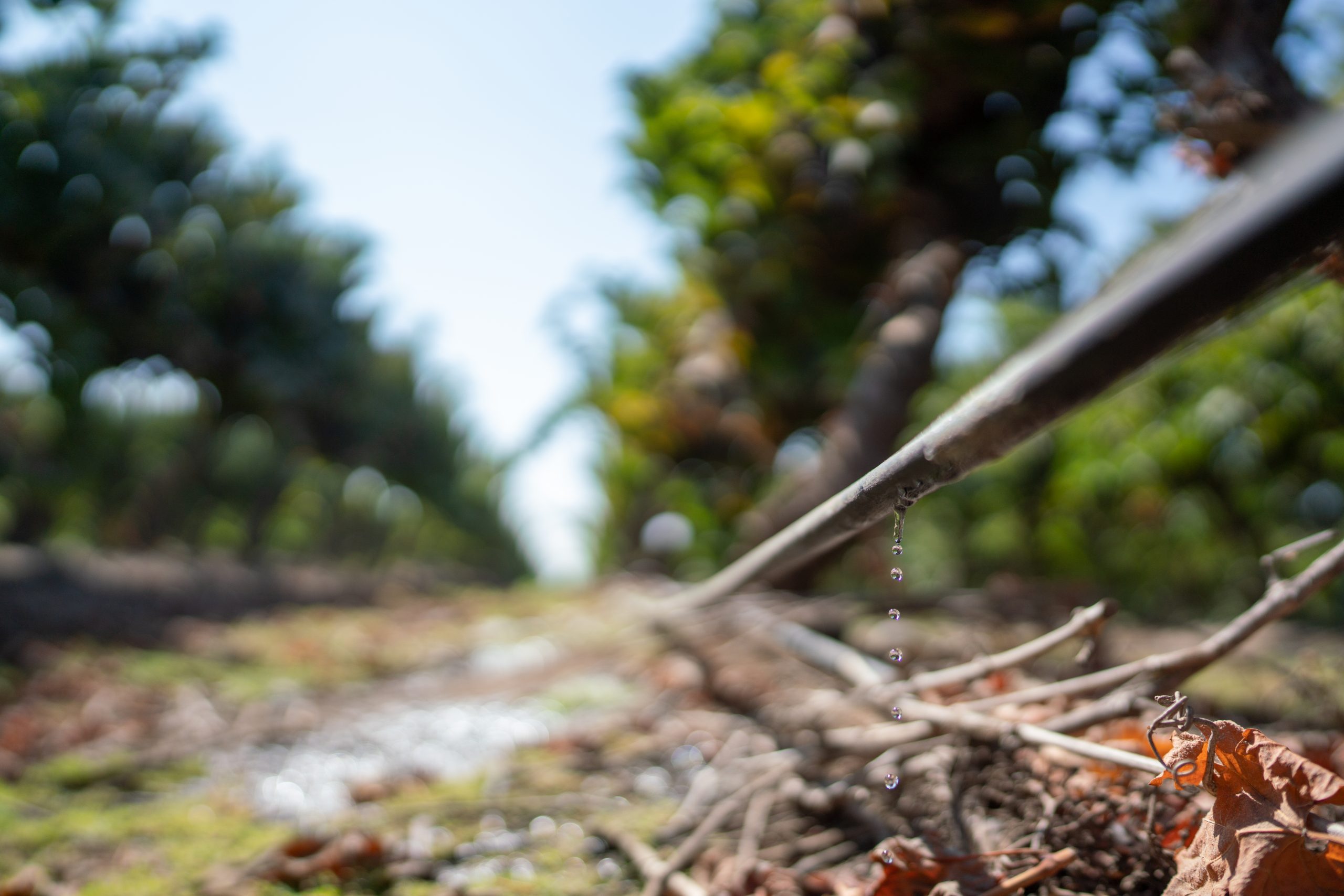 Viña Concha y Toro is the first Chilean winery to be included in CDP&#8217;s water security A list