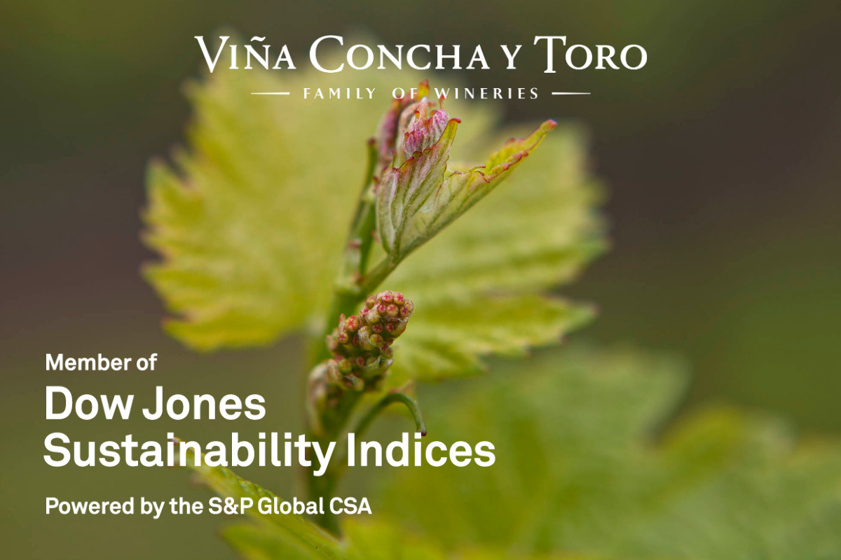 Viña Concha y Toro obtiene grandes resultados  en Índice de Sustentabilidad Dow Jones 2020