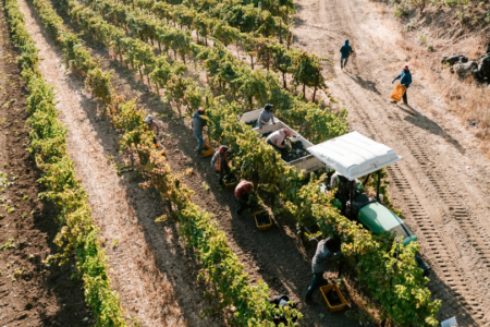 Fetzer Vineyards successfully completes its challenging 2020 harvest