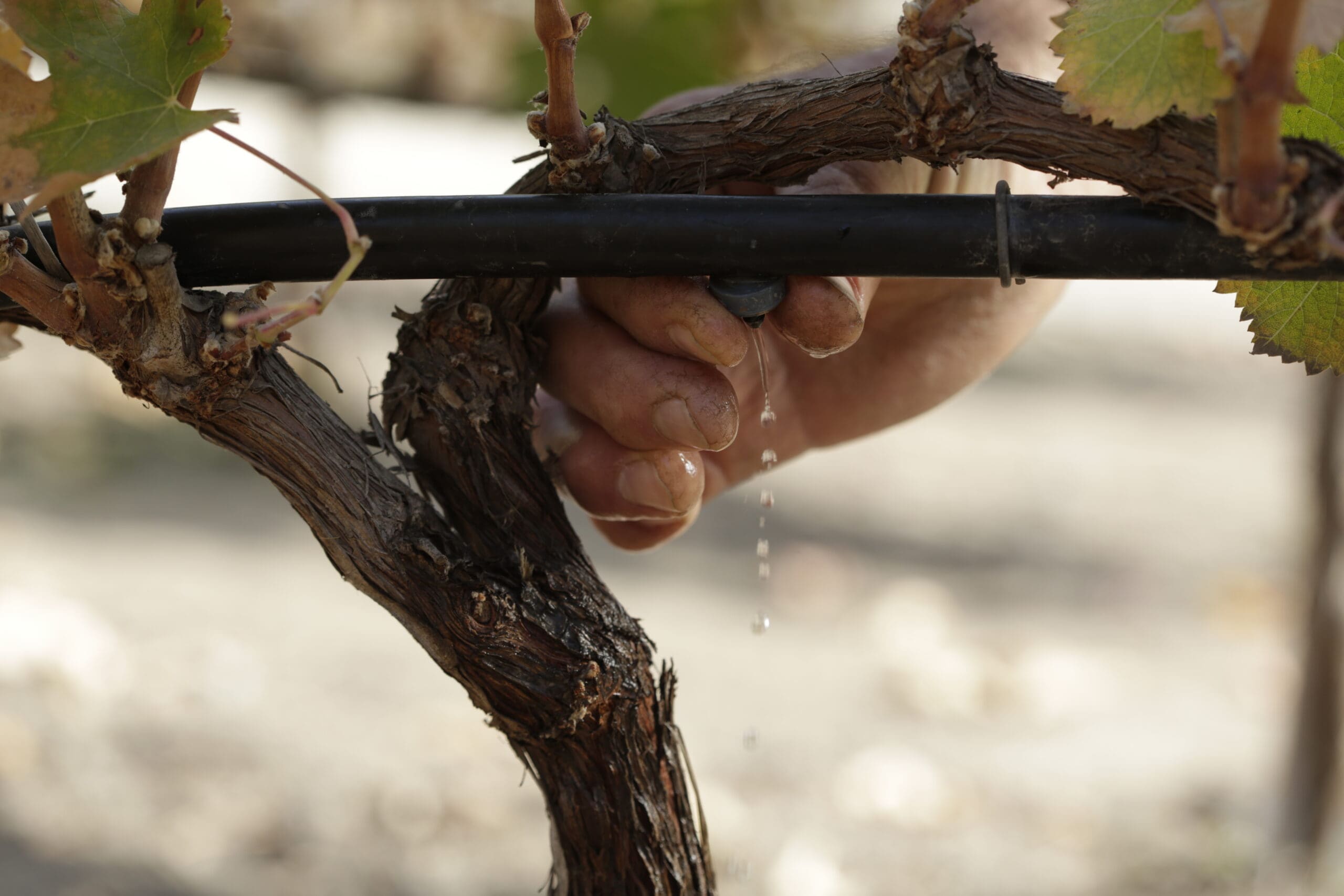 Viña Concha y Toro makes progress on water management