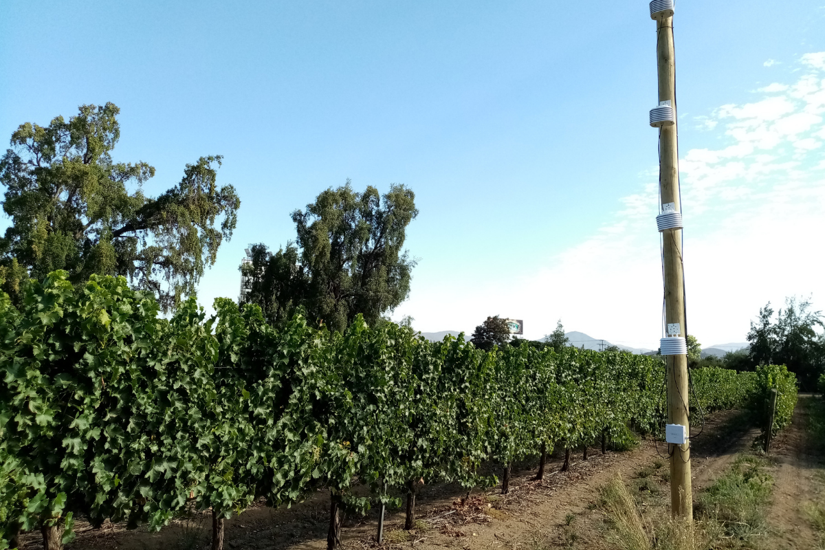 CRI collaborates in the development of technologies to forecast frost in vineyards