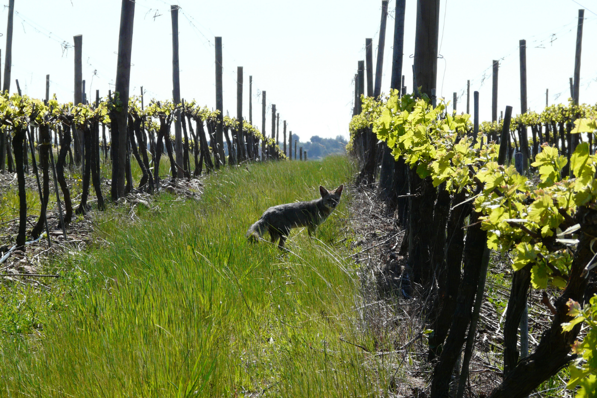 Viña Concha y Toro joins global biodiversity network led by the IUCN and NatureMetrics