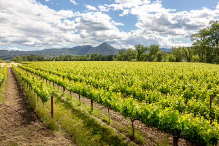 Fetzer Vineyards Joins Leading Businesses in Calling for U.S. Action on Climate Change