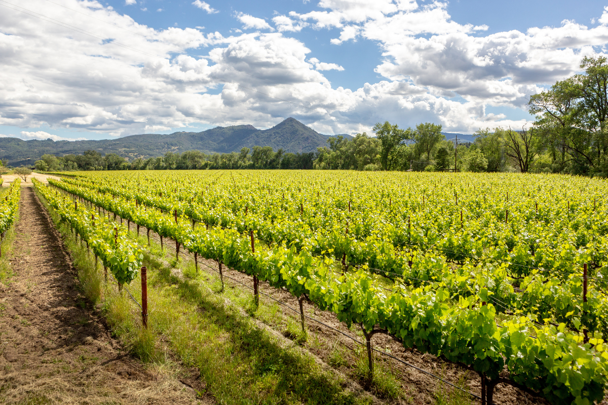 Fetzer Vineyards se une a empresas líderes de USA en ayuda por el cambio climático