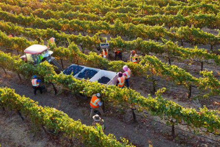 A Memorable 2021 Harvest for Fetzer Vineyards