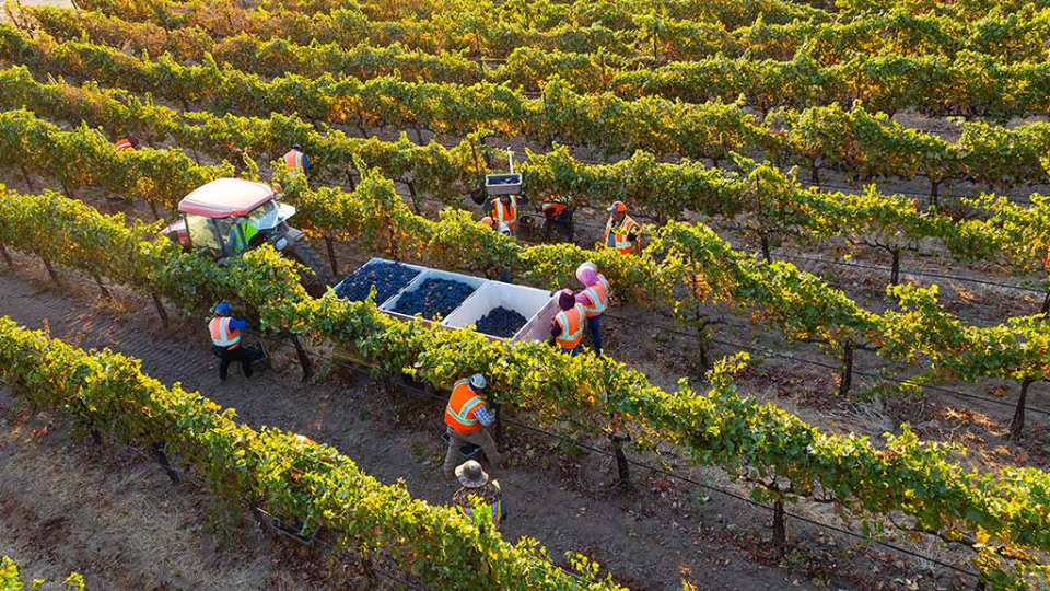 A Memorable 2021 Harvest for Fetzer Vineyards