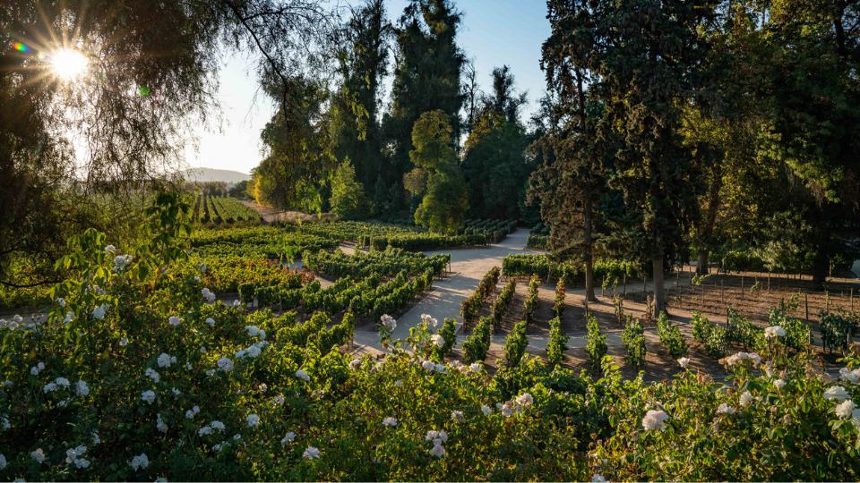 Centro Turístico de Viña Concha y Toro obtiene certificación de Turismo Sustentable