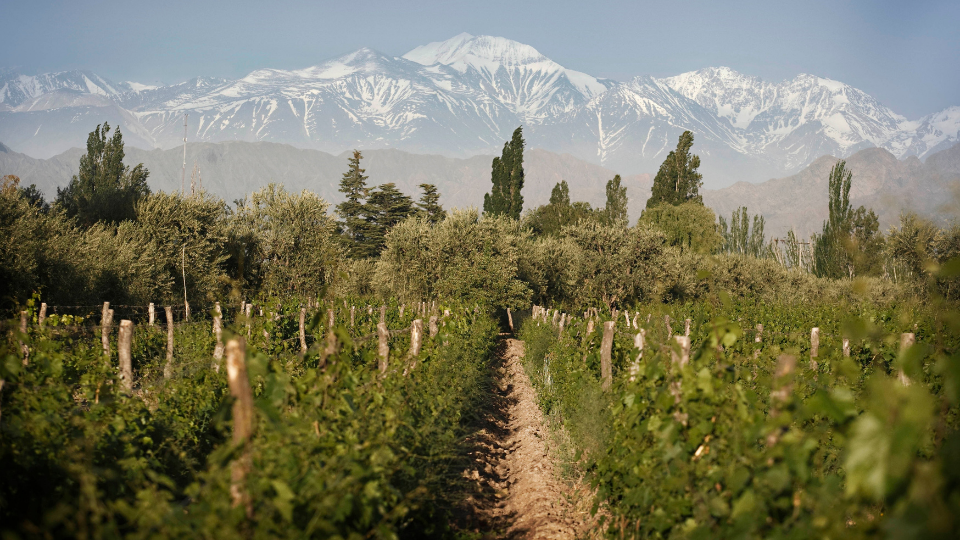 Trivento joins the Controlled Denomination of Origin of Luján de Cuyo