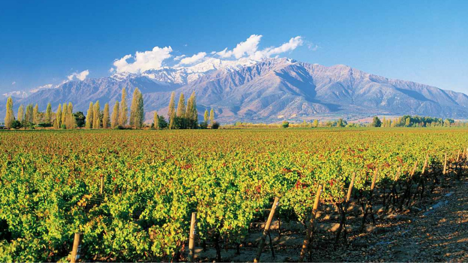 Viña Concha y Toro promueve a Puente Alto como un terroir de clase mundial