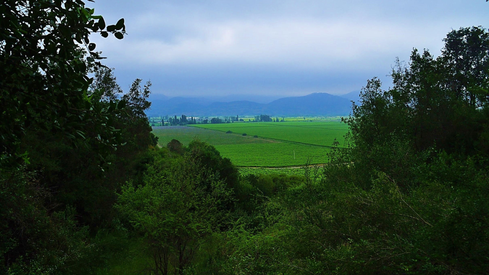 Viña Concha y Toro promotes biodiversity with the program &#8220;Hands to the Earth&#8221;