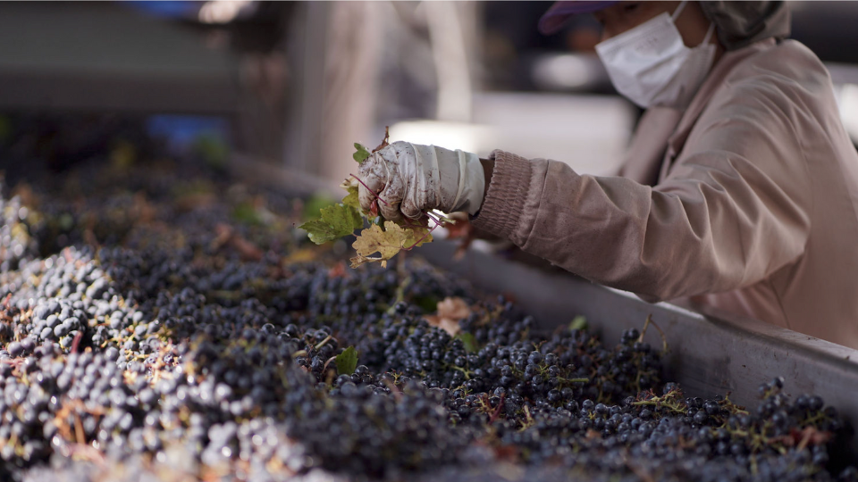Viña Concha y Toro completes 2022 harvest in Chile and Argentina