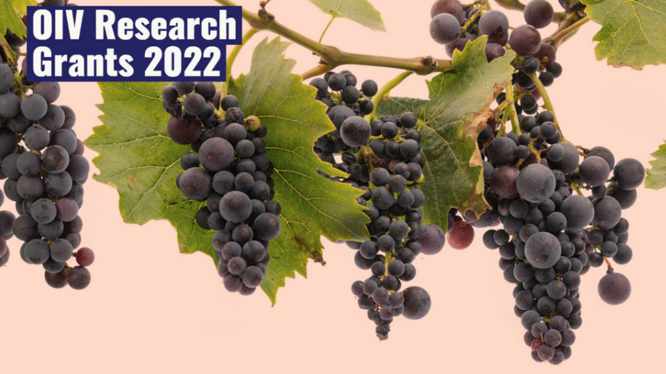 CRI will participate in the OIV research grant program 2022