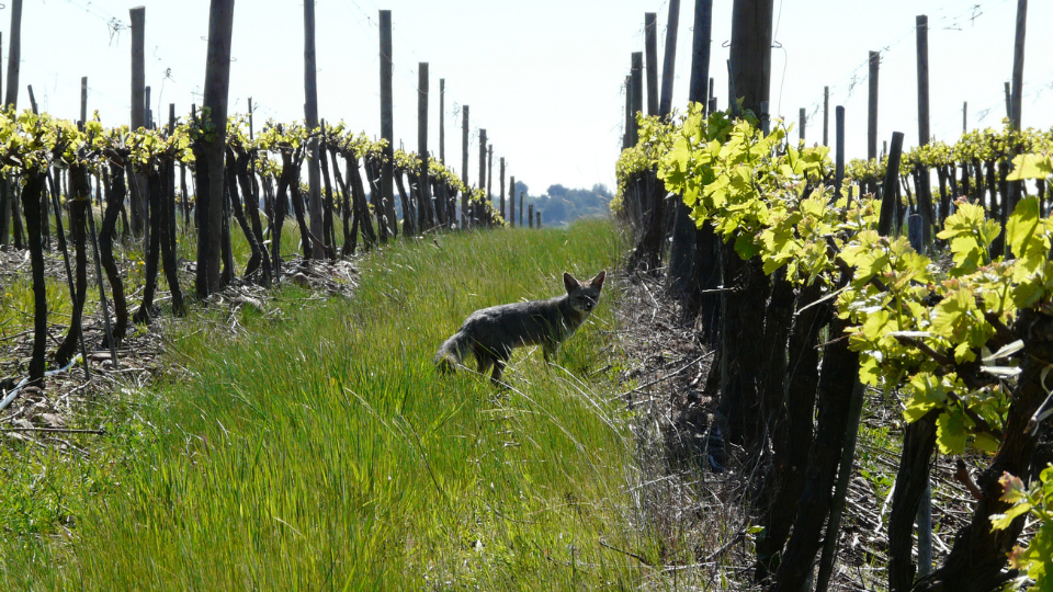 Viña Concha y Toro and its ongoing commitment to the environment