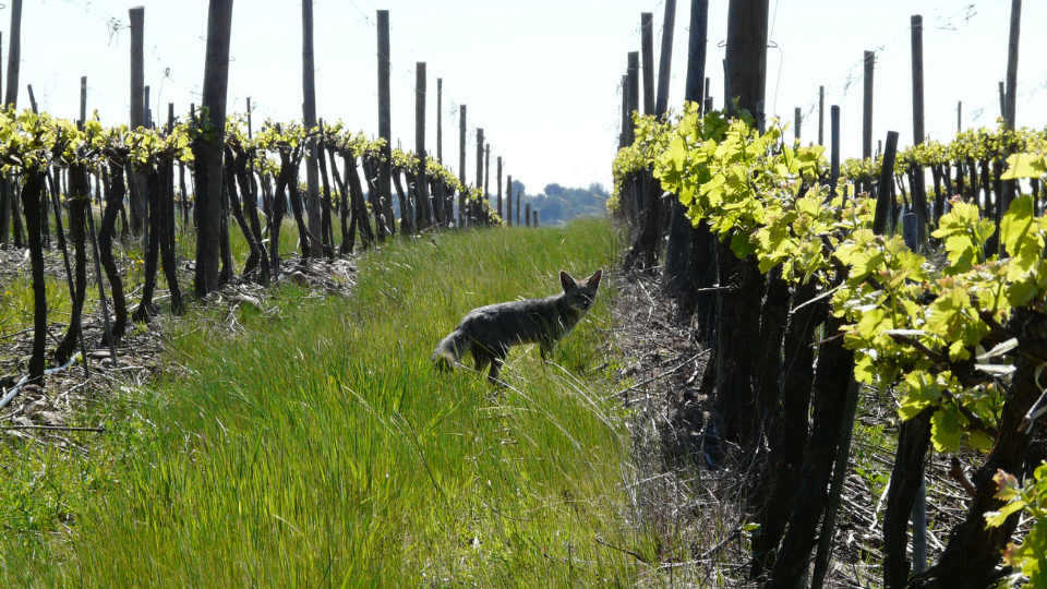 Viña Concha y Toro y su permanente compromiso con el medioambiente