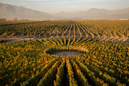 Viña Don Melchor presents an unprecedented “Solar Vineyard”