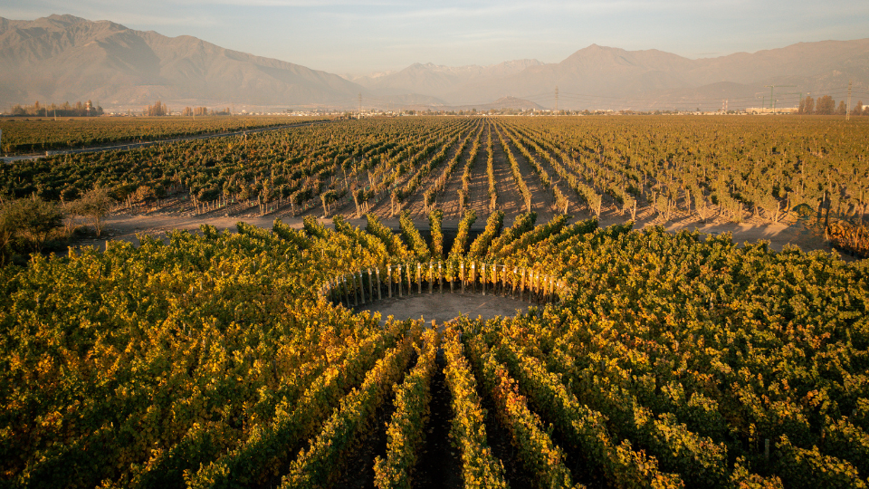 Viña Don Melchor presents an unprecedented “Solar Vineyard”