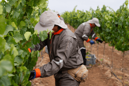 Revisa el Reporte de Vendimia 2024 de las Marcas de Lujo de Concha y Toro