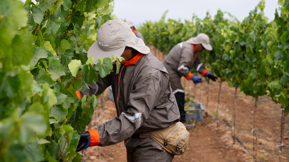 Revisa el Reporte de Vendimia 2024 de las Marcas de Lujo de Concha y Toro