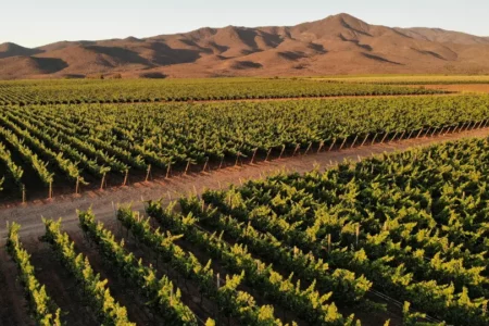 Ventas de Viña Concha y Toro acumulan alza de dos dígitos a septiembre