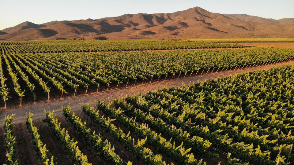 Ventas de Viña Concha y Toro acumulan alza de dos dígitos a septiembre