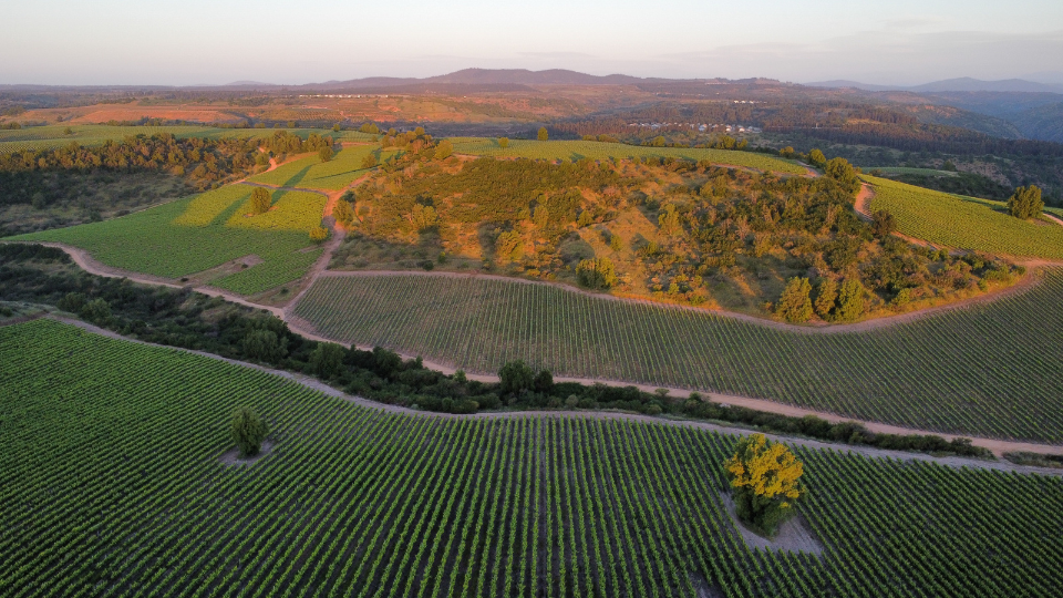 Viña Concha y Toro leads the removal of carbon from the atmosphere through sustainable practices