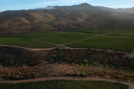 Viña Concha y Toro lanza Viña Amelia para potenciar la producción exclusiva de Chardonnay y Pinot Noir