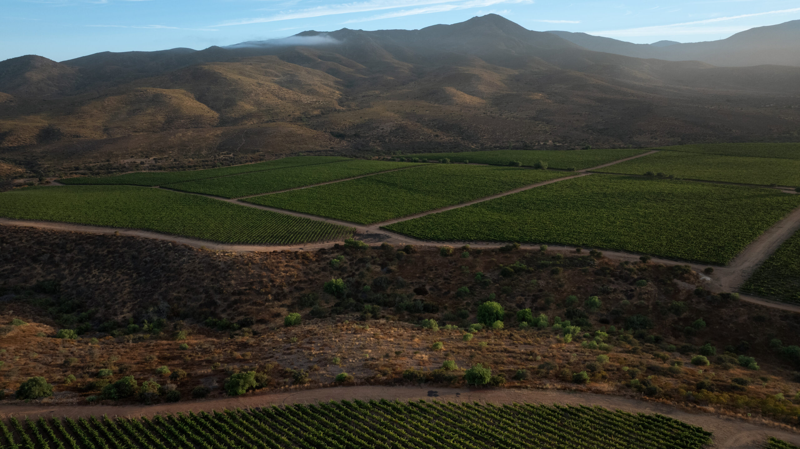 Viña Concha y Toro lanza Viña Amelia para potenciar la producción exclusiva de Chardonnay y Pinot Noir