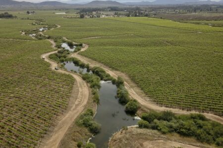 Regeneración de la Naturaleza: una nueva frontera para el liderazgo empresarial