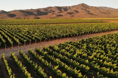 Utilidad de Viña Concha y Toro sube en el segundo trimestre