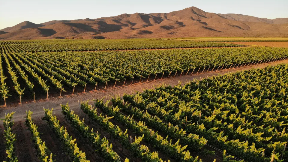 Utilidad de Viña Concha y Toro sube en el segundo trimestre