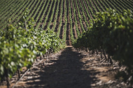 Viña Concha y Toro define una nueva hoja de ruta de sustentabilidad al 2030