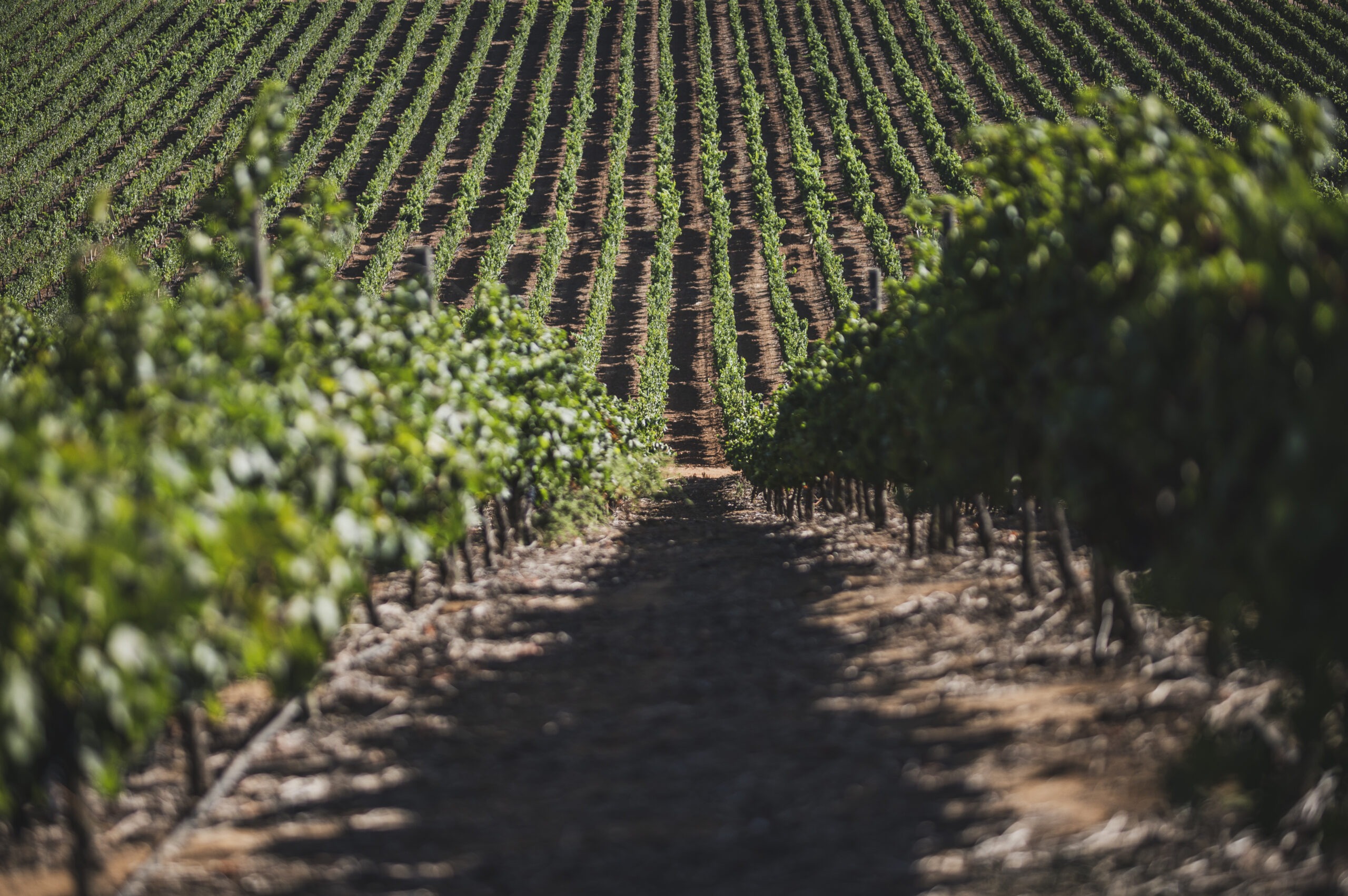 Viña Concha y Toro define una nueva hoja de ruta de sustentabilidad al 2030
